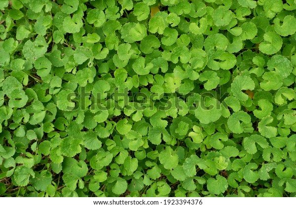 Centella Asiatica Commonly Known Gotu Kola Stock Photo 1923394376 