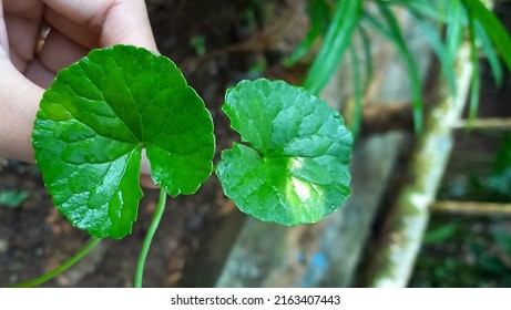 Centella Asiatica Is Good For Skin As Anti Aging, Moisturizing, Soothing And Healing. Centella Asiatica Grows In Tropical Area Likes Indonesia.