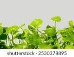 Centella asiatica (gotu kola). Fresh green leaves herb background.