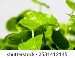 Centella asiatica (gotu kola). Fresh green leaves herb background.