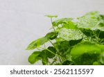 Centella asiatica (gotu kola). Fresh green leaves herb background.