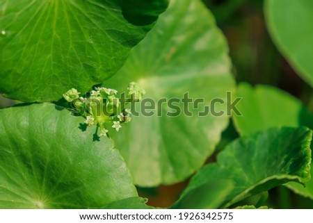Centella asiatica are growing up and green leaf