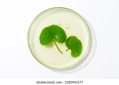 centella asiatica leaf (Gotu Kola) with liquid in a petri dish. - Shutterstock ID 2185941577