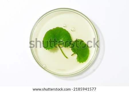 centella asiatica leaf (Gotu Kola) with liquid in a petri dish.
