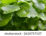 Centella asiatica leaves, covered in water droplets.