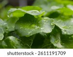 Centella asiatica leaves, covered in water droplets.