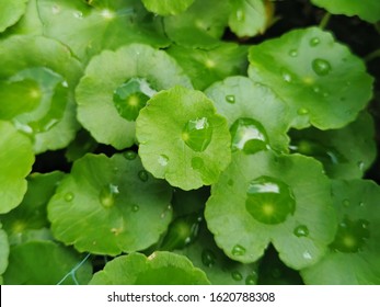 Centella asiatica, Medicinal plants that have medicinal properties - Shutterstock ID 1620788308