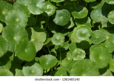 Centella asiatica, vegetables and herbs  - Shutterstock ID 1381485140