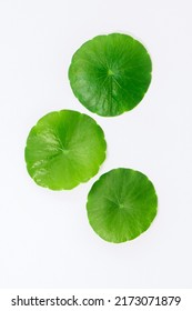 Centella leaves on white paper texture , top view , flat lay. - Shutterstock ID 2173071879