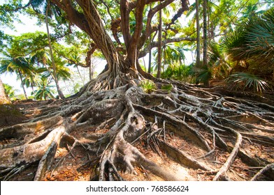 Centenarian Tree With Large Trunk And Big Roots Above The Ground