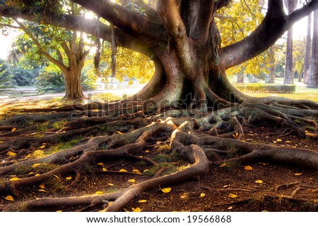 Centenarian tree with large trunk and big roots above the ground