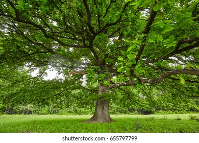 Centennial Oak Tree Forest Stock Photo 655797799 