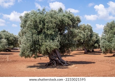 Centennial olive trees in the vicinity of Monopoli, Italy. Trees with twisted and thickened trunks over the years to obtain high quality olives and olive oil.