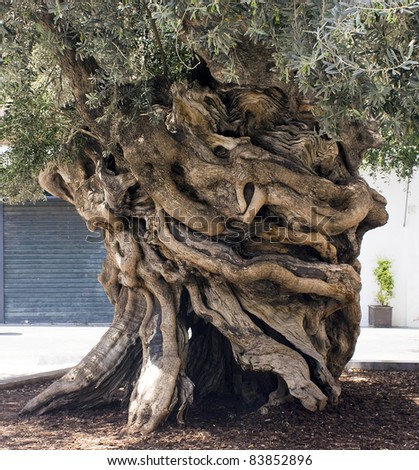 Centennial olive trunk