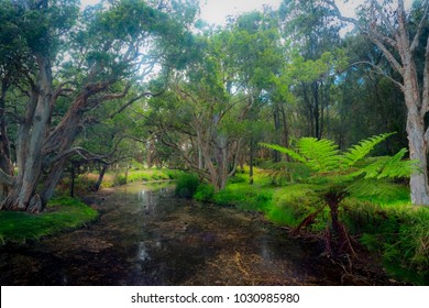 Centennial Park Landscape, Sydney, Australia