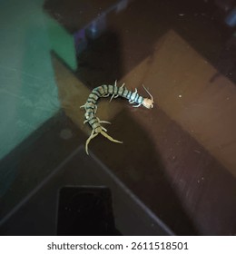 Centepede found in the kitchen