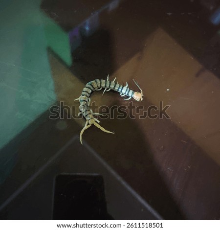 Centepede found in the kitchen