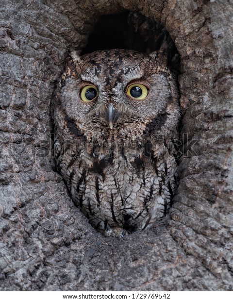 Center\
of Attention - A Western Screech-Owl peers from the center of an\
oak cavity before heading out on a nocturnal\
hunt.