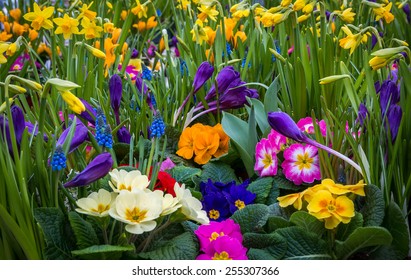 Center Focus On A Beautiful Spring Flower Garden.