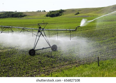 Center Pivot Irrigation Of Crops.