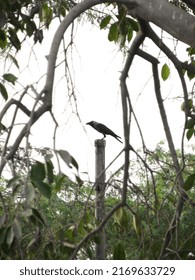 Center Shot Of Crow Standing On The Top Of Old Telephone Poll And Picture Taken Through Tree Branches