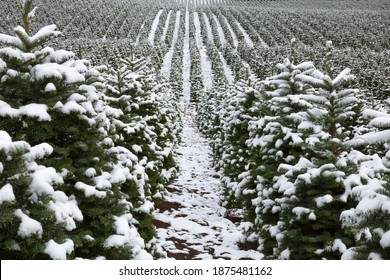 Center View of Rows of Douglas Firs at a Christmas Tree Farm Covered in Snow - Willamette Valley, Oregon