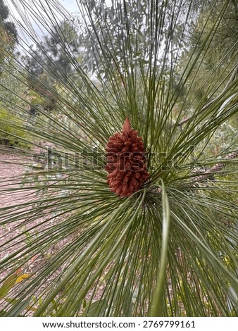 A centered, close-up shot of a maturing pine cone (strobile) from a Pinus tree species. The reddish-brown, textured cone is framed by a radial burst of long, thin green pine needles. The natural forest background is softly blurred, keeping the focus on the intricate scales of the cone and the sharp, geometric lines of the evergreen foliage.