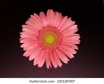 Centered Pink Flower. Unknown Location.