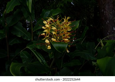 Centered Yellow Flower 