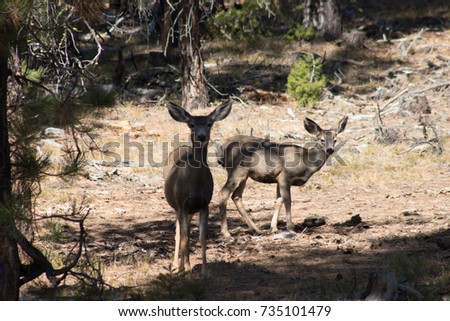 Centering in on the two deer