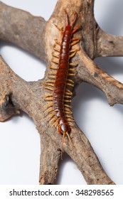 centipede