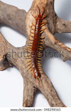 centipede