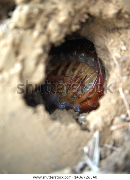 Centipede Babies Hole Under Ground Animals Wildlife Stock Image