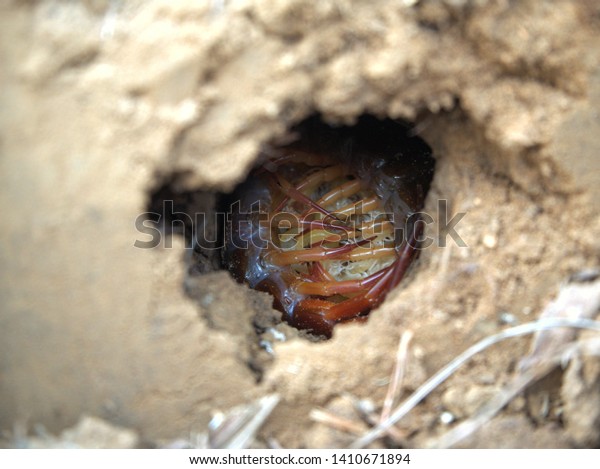 Centipede Babies Hole Under Ground Animals Wildlife Stock Image