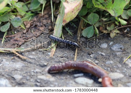 Centipede is behind the earthworm or angleworm on a lane beside the lawn. 