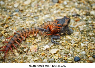 Centipede bite bullfrog on the ground.