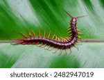 A centipede can bite. It is a poisonous animal and has a lot of legs.	