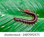 A centipede can bite. It is a poisonous animal and has a lot of legs.It