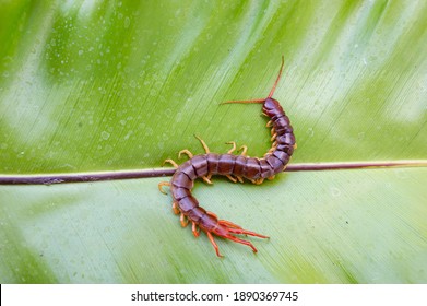 A Centipede Can Bite. It Is A Poisonous Animal And Has A Lot Of Legs.