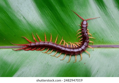 A centipede can bite. It is a poisonous animal and has a lot of legs.	