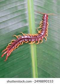 A centipede can bite. It is a poisonous animal and has a lot of legs.	