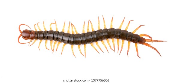 centipede or chilopoda isolated on white background