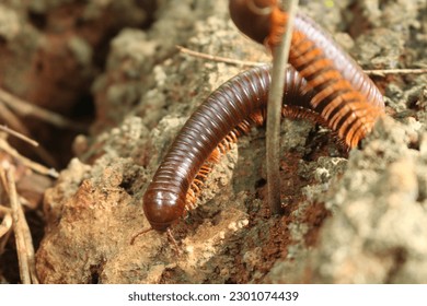 Centipede Crawling on a Rock 