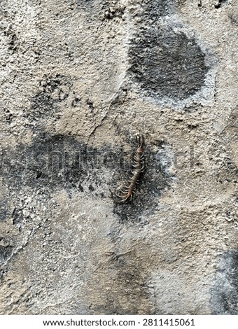Centipede crawling on a rough and weathered concrete wall texture