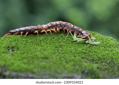 A centipede is eating a praying mantis. This multi-legged animal has the scientific name Scolopendra morsitans.