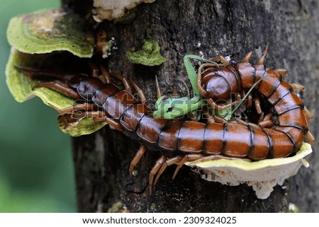 A centipede is eating a praying mantis. This multi-legged animal has the scientific name Scolopendra morsitans.