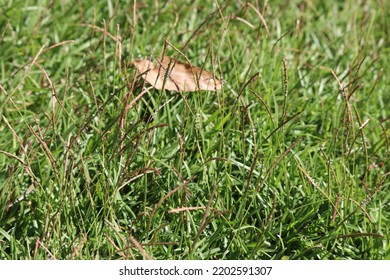 Centipede Grass In Flowering Season