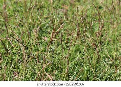 Centipede Grass In Flowering Season