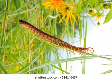 Centipede Grass On Top