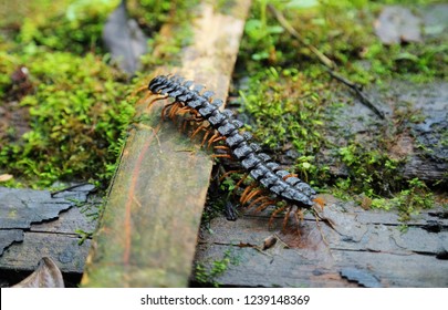 Centipede insect in Amazon jungle